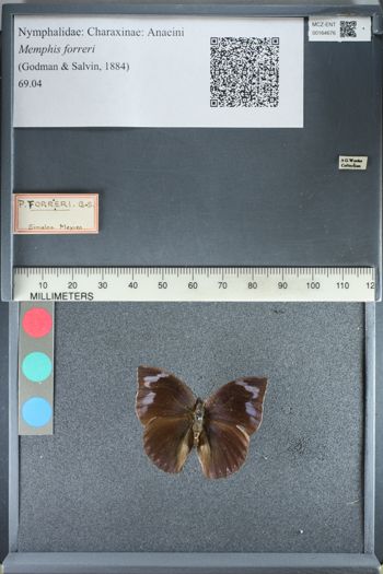 Media type: image;   Entomology 164676